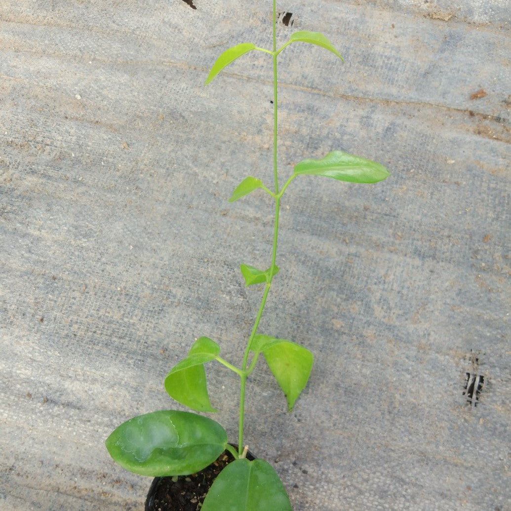 Hoya naumanii