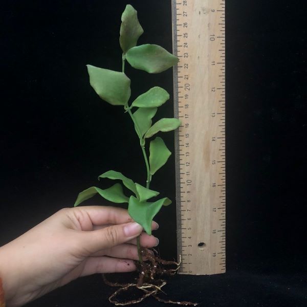 Hoya oblongata