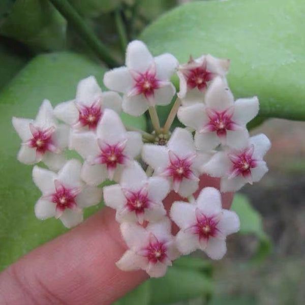 Hoya oblongata