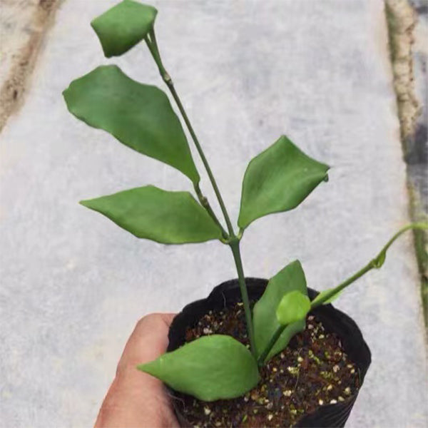 Hoya oblongata