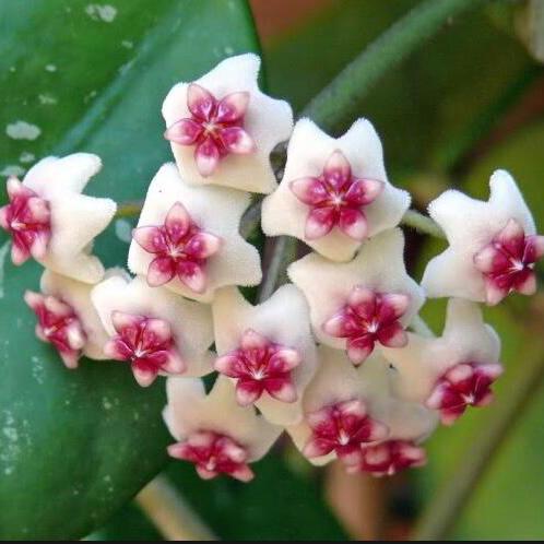 Hoya obovata