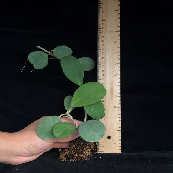 Hoya obovata