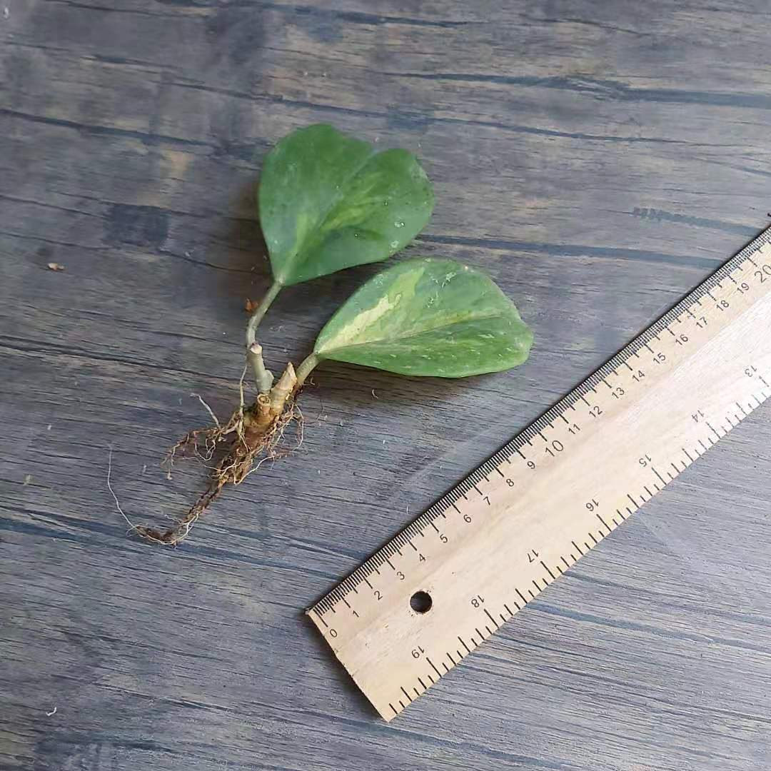 Hoya obovata var.