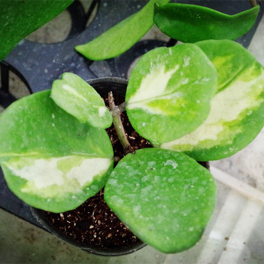 Hoya obovata var.