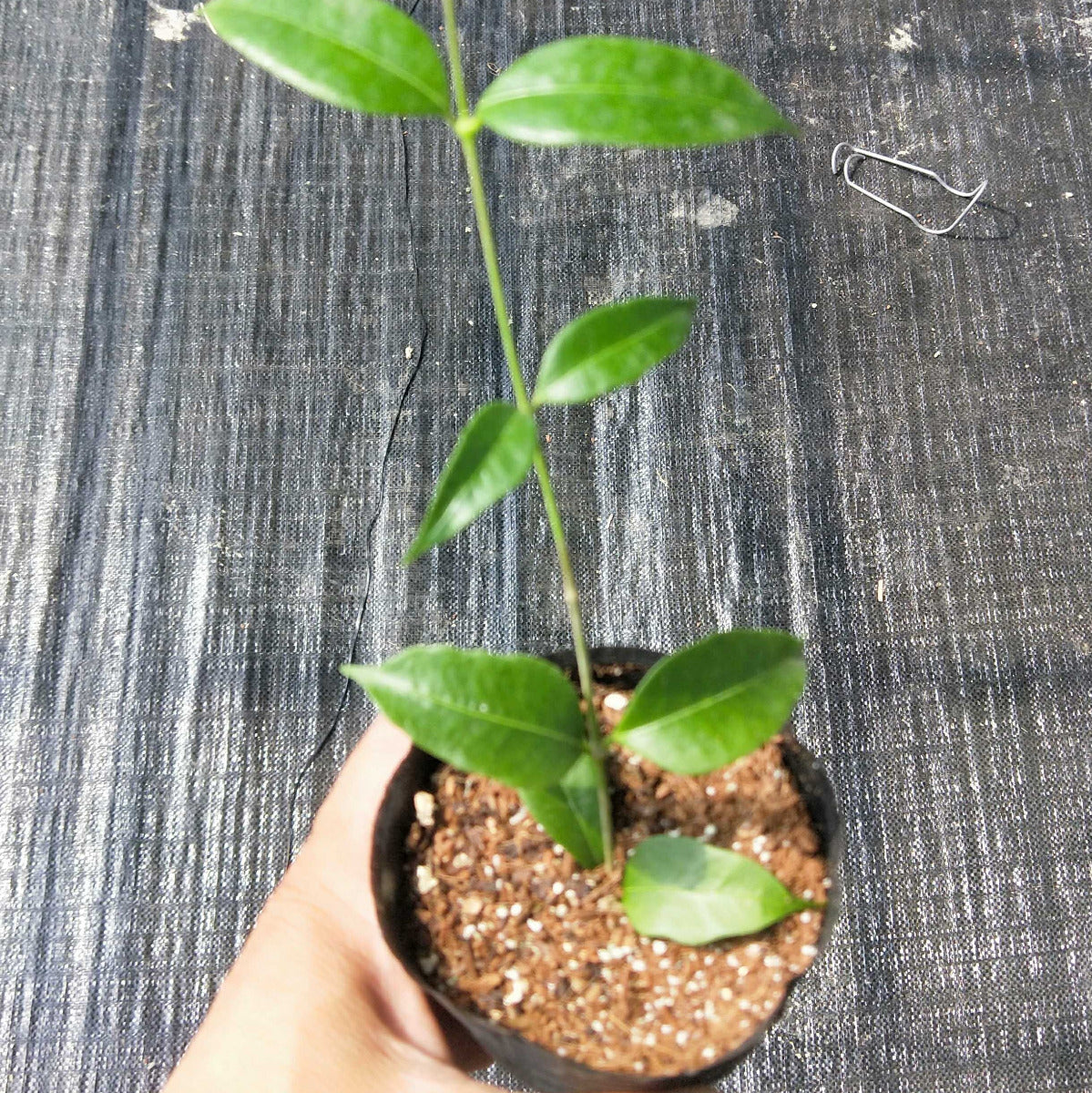 Hoya odorata