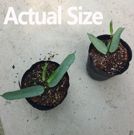 Hoya pandurata silver