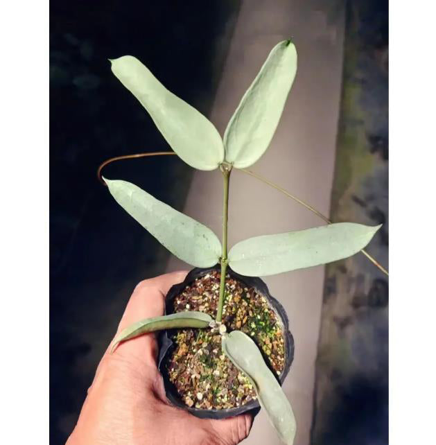 Hoya pandurata silver