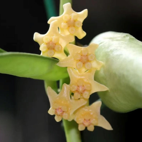 Hoya pandurata silver