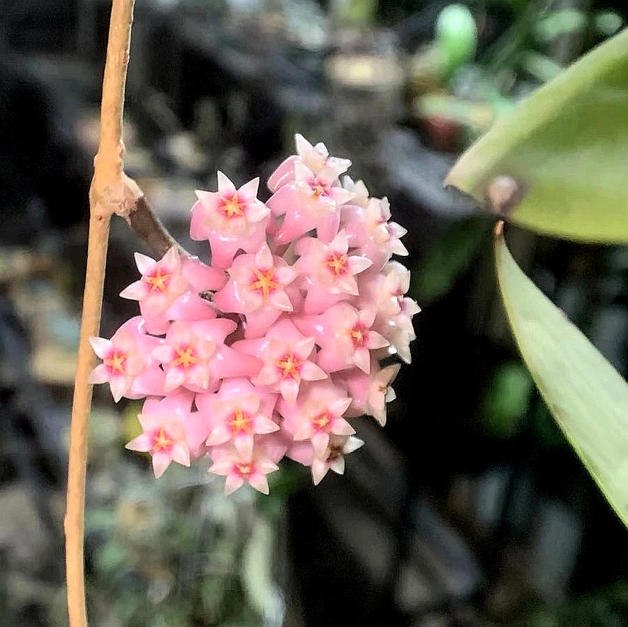 Hoya parasitica var. Pink