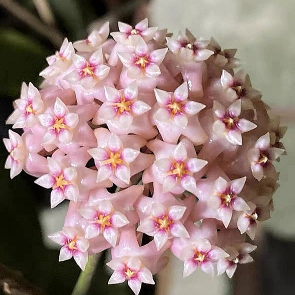 Hoya parasitica var. Pink