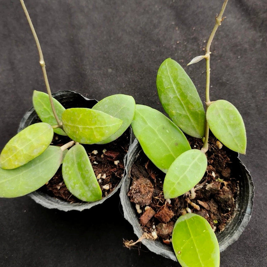 Hoya parasitica var. Pink