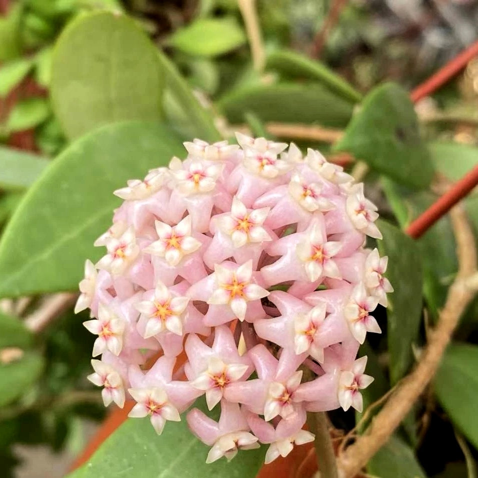 Hoya parasitica var. Pink