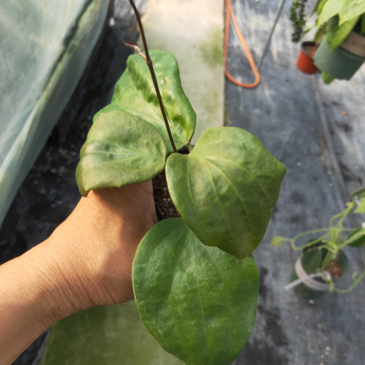 Hoya pentaphlebia