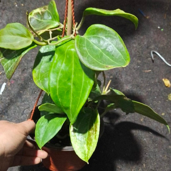 Hoya pentaphlebia