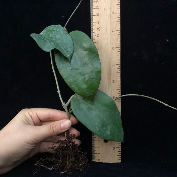 Hoya pentaphlebia