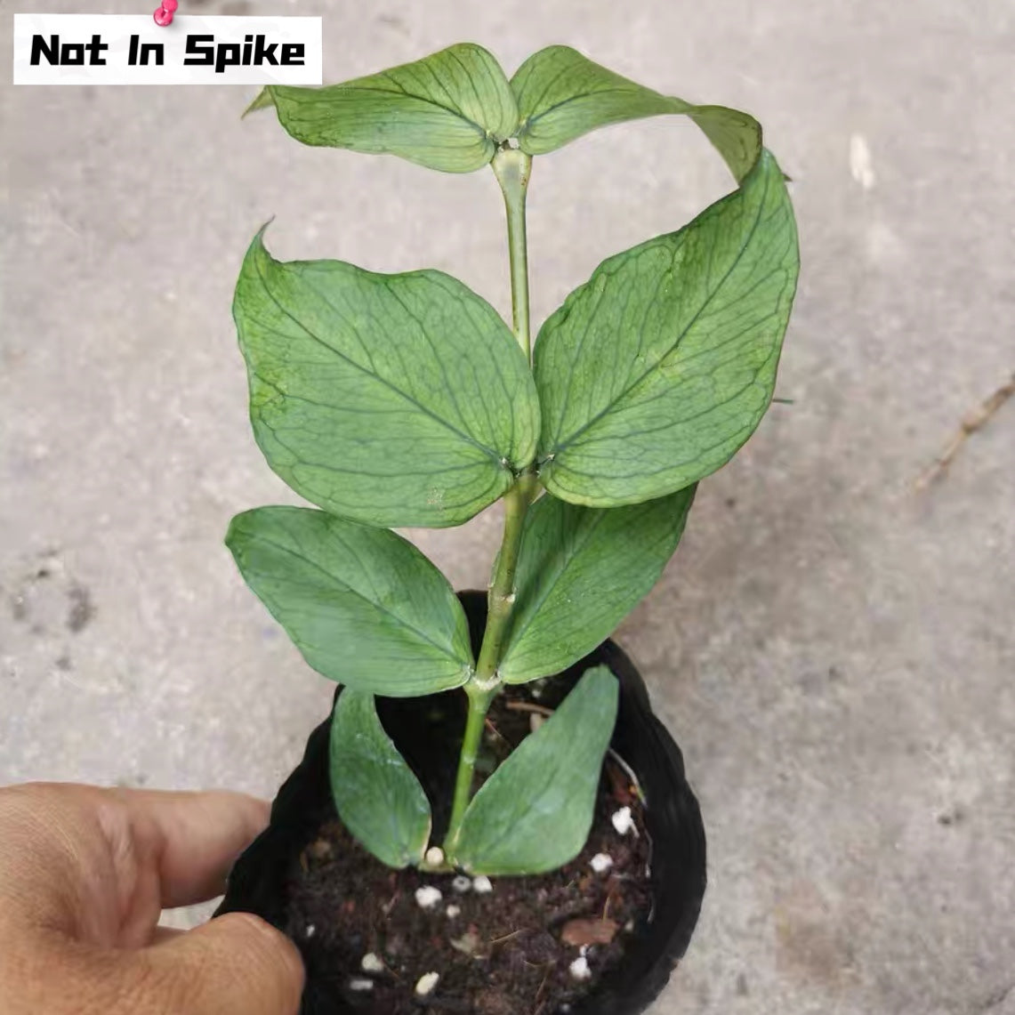 Hoya polyneura 'Fish tail Hoya'