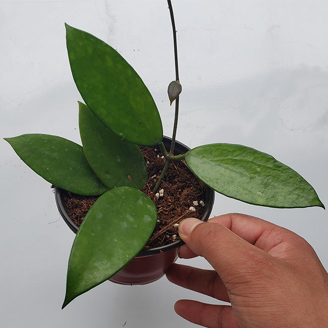 Hoya pottsii