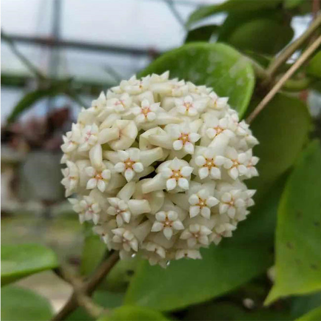 Hoya pottsii