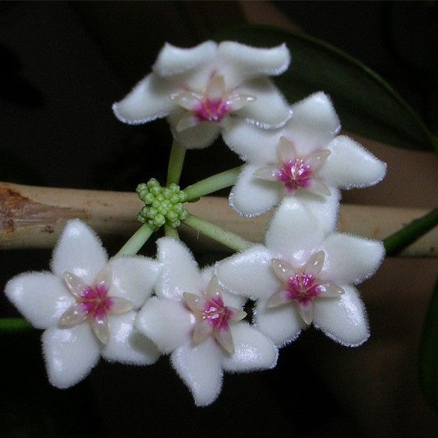 Hoya Pseudo Littoralis