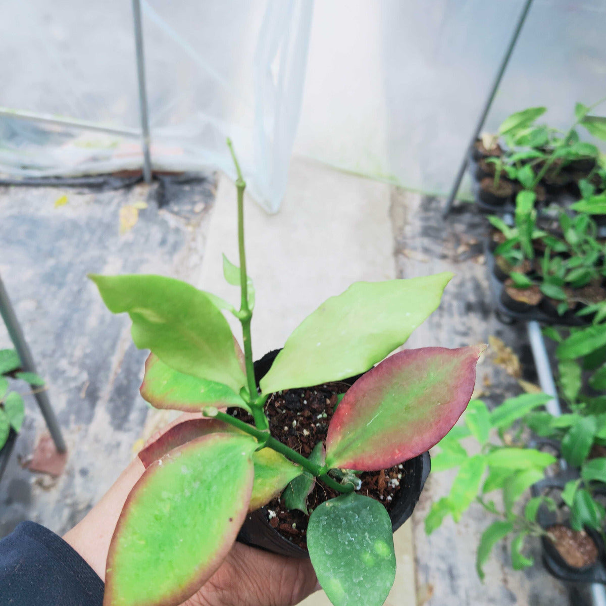Hoya Pseudo Littoralis