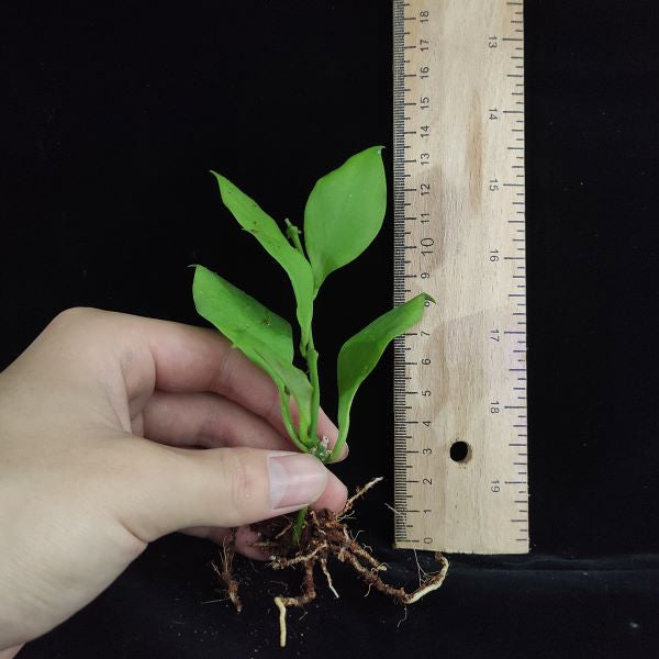 Hoya Pseudo Littoralis