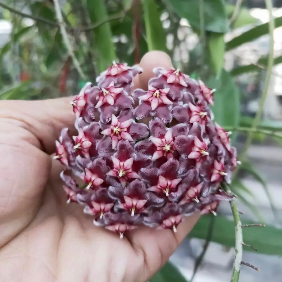 black dragon succulent Hoya Publicaly x Black dragon for Sale