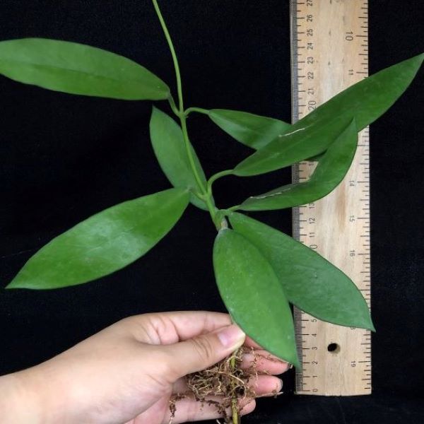 Hoya Publicaly x Black dragon