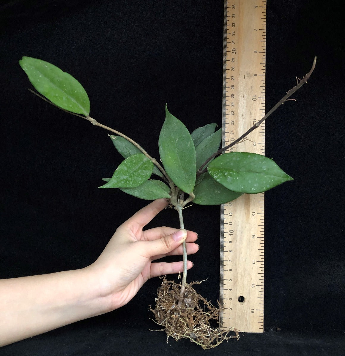 Hoya pubicalyx ' Red button '