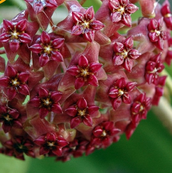 Hoya Purpureo-fusca