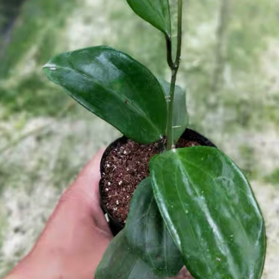 Hoya quinquenervia