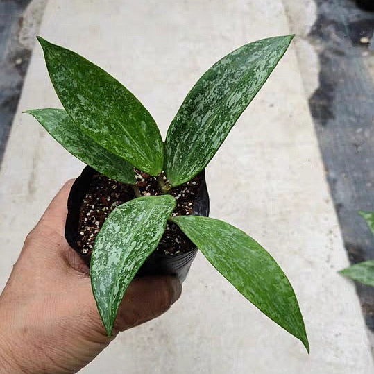 Hoya rangsan