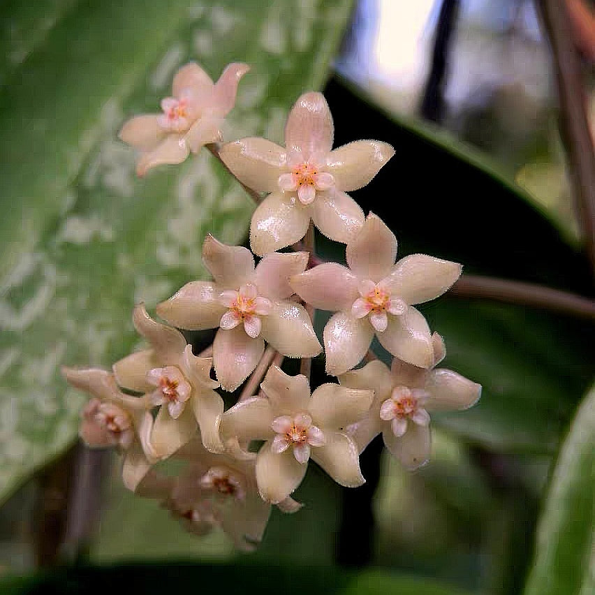 Hoya rangsan