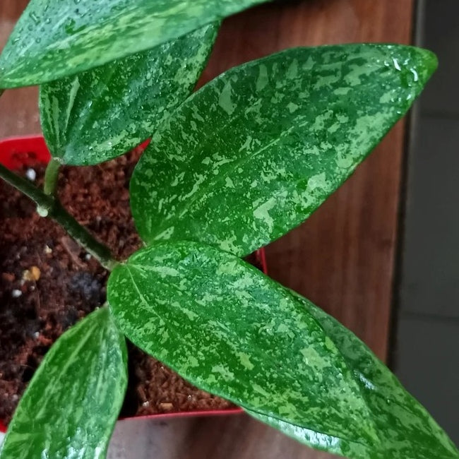 Hoya rangsan