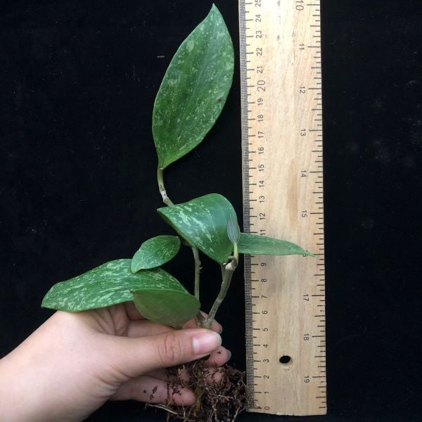 Hoya rangsan