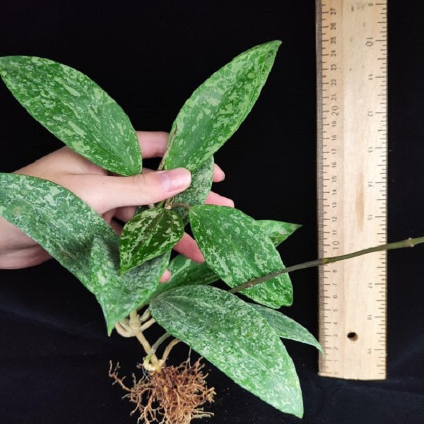 Hoya rangsan