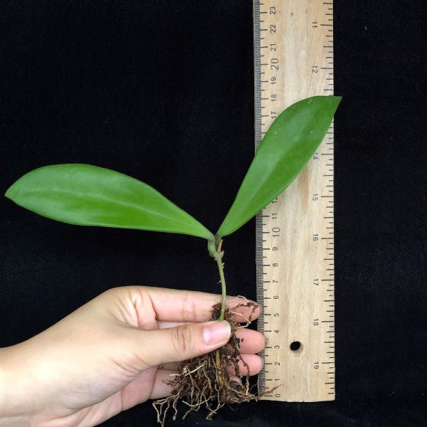 Hoya revolubilis ssp. White