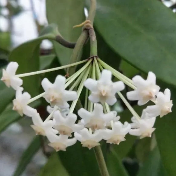 Hoya revolubilis ssp. White