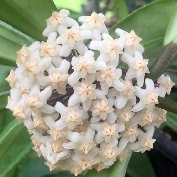 Hoya revolubilis ssp. White