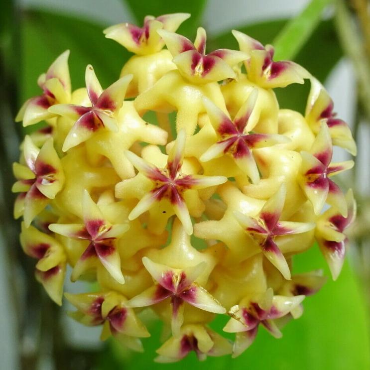 Hoya rintzii
