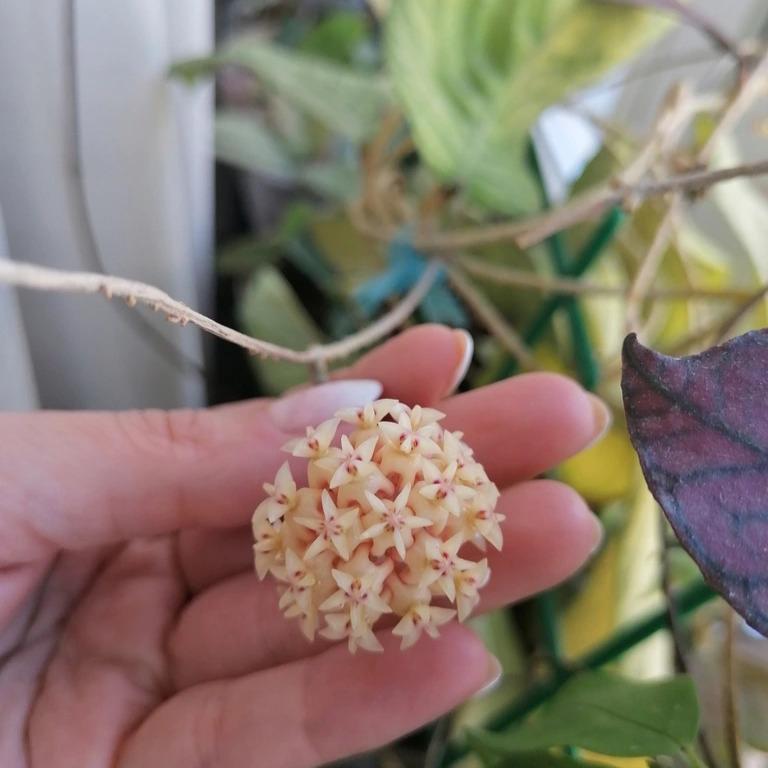 Hoya rintzii