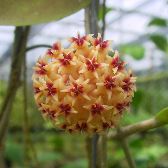 Hoya rintzii