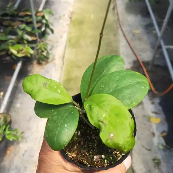 Hoya rintzii