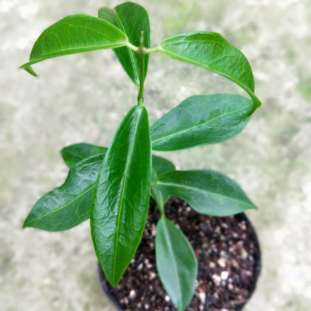Hoya rubida