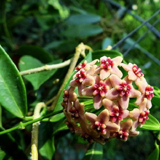 Hoya rubida
