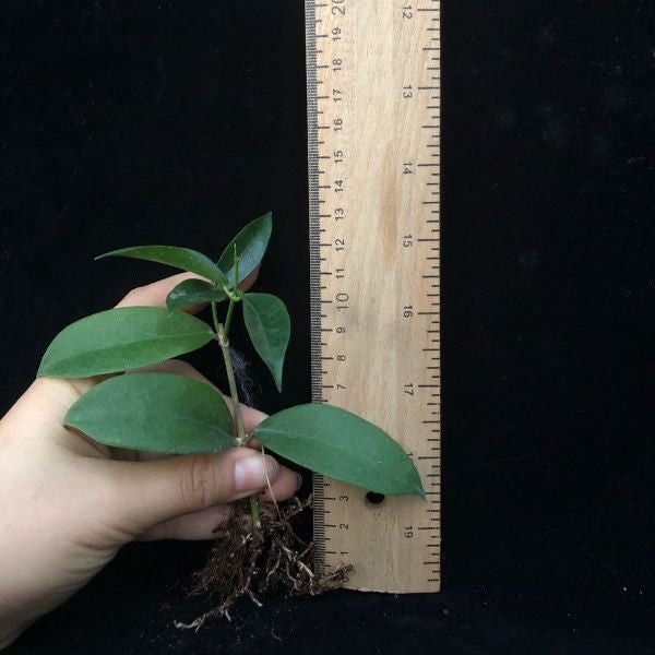 Hoya rubida