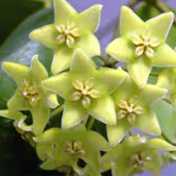 Hoya schneei