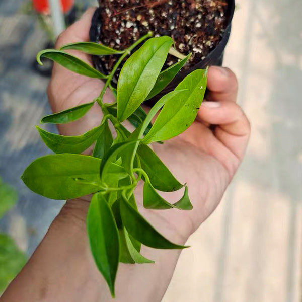 Hoya schneei