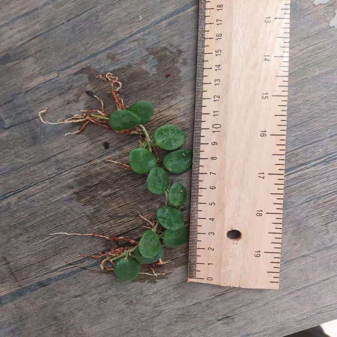Hoya serpens