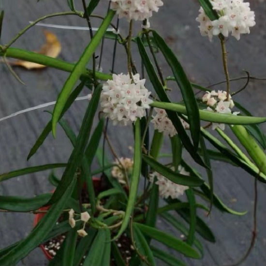 Hoya shepherdii
