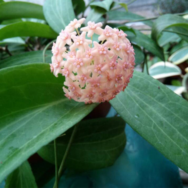 Hoya siariae